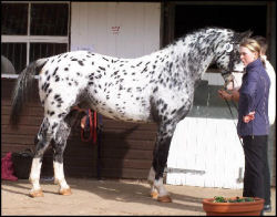 Pinocchio Middelsom Knabstrupper stallion